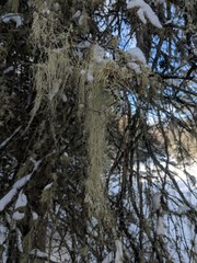 Usnea cavernosa
