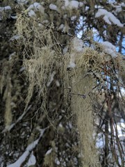 Usnea cavernosa