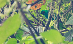 Chlorochrysa calliparaea