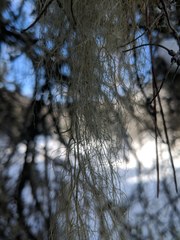 Usnea cavernosa