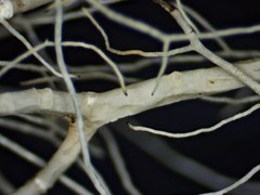 Usnea cavernosa
