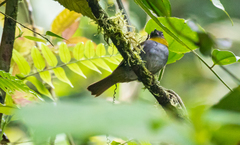 Chlorospingus flavigularis