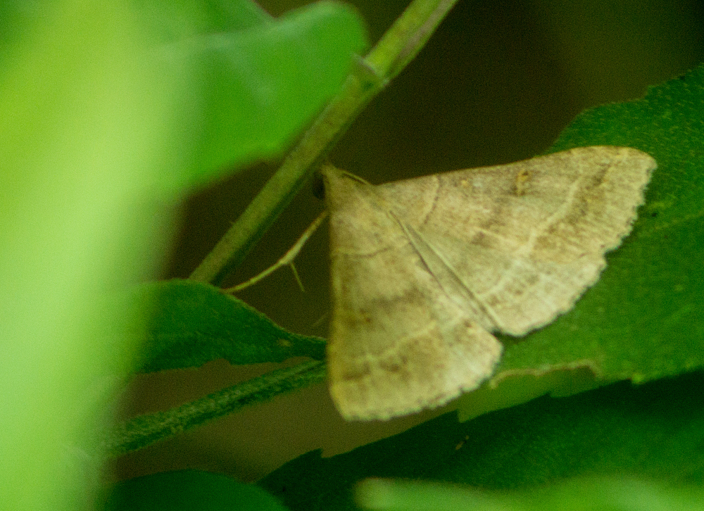 Yellow-spotted Renia Moth