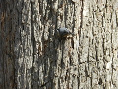 Sitta carolinensis