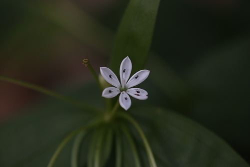 Schelhammera multiflora (Schelhammera multiflora)