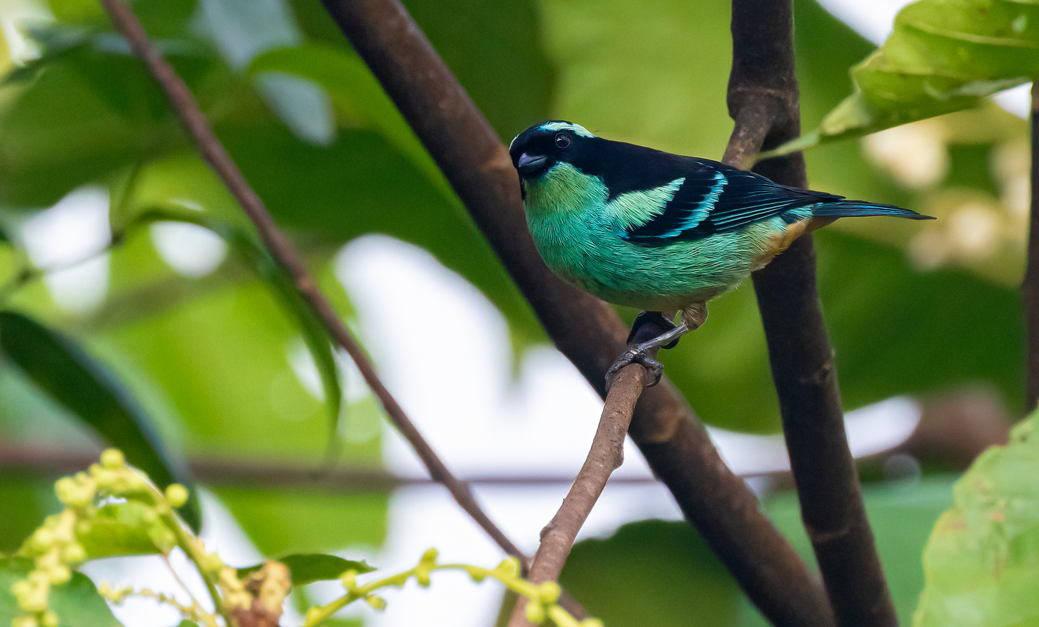 Blue-browed Tanager illustration