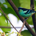 Blue-browed Tanager - Photo (c) David Monroy R, some rights reserved (CC BY-NC), uploaded by David Monroy R