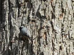 Sitta carolinensis