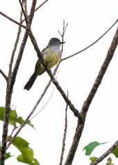 Myiarchus cephalotes