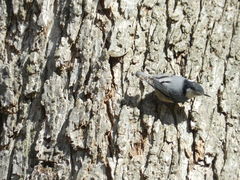 Sitta carolinensis