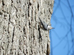 Sitta carolinensis