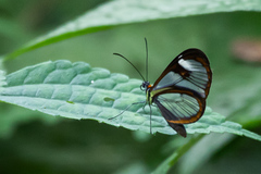 Ithomia agnosia zikani