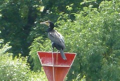 Phalacrocorax carbo