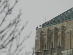 Falco peregrinus