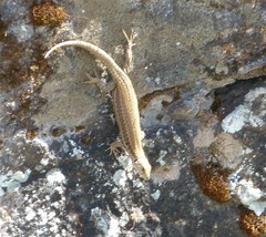 Podarcis muralis