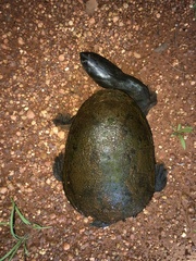 Chelodina rugosa