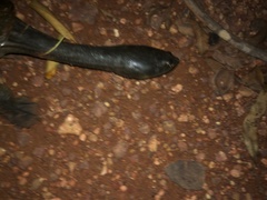 Chelodina rugosa
