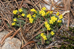 Draba densifolia