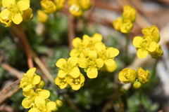 Draba densifolia