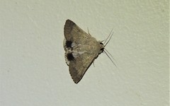 Pandesma submurina