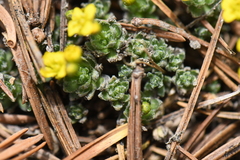 Draba densifolia