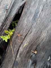 Leptomyrmex nigriventris