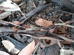 Leptomyrmex nigriventris