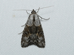 Calathusa allopis