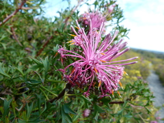 Isopogon