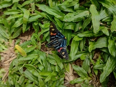 Mimoniades versicolor