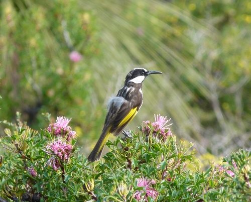Phylidonyris niger