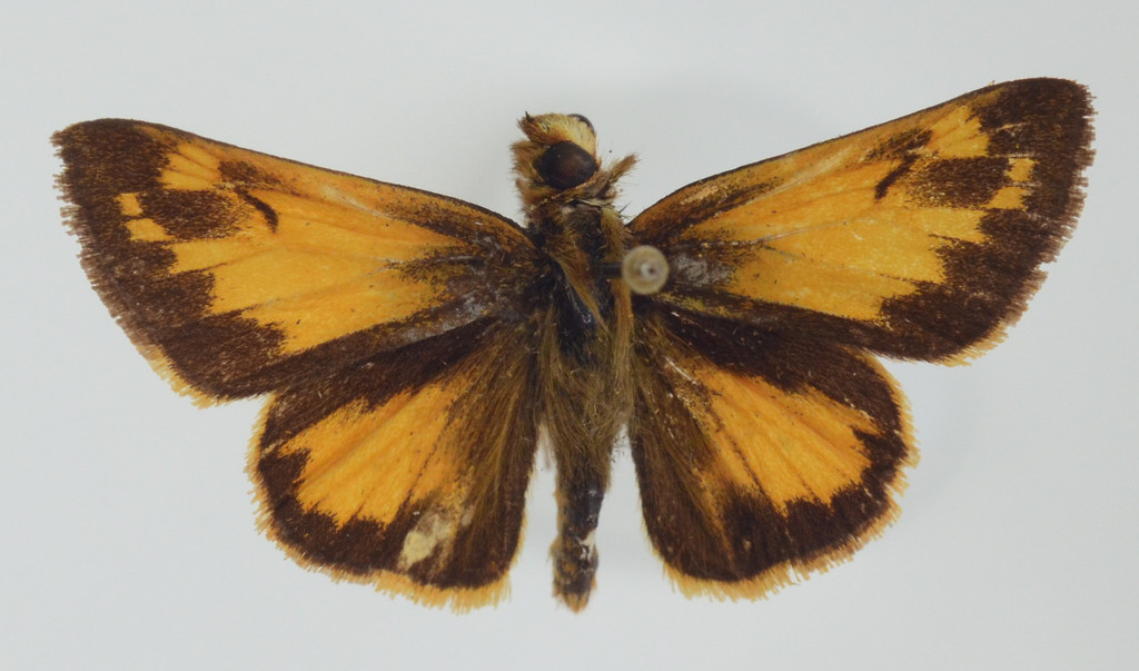 Zabulon Skipper from Jackson County, MN, USA on July 28, 1982 by TOM