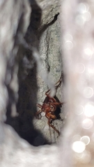 Tachypompilus mendozae