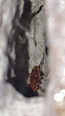 Tachypompilus mendozae