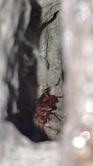 Tachypompilus mendozae