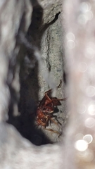 Tachypompilus mendozae