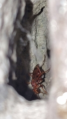 Tachypompilus mendozae