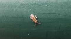 Willowsia nigromaculata