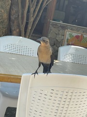 Quiscalus lugubris