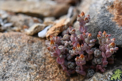 Sedum debile