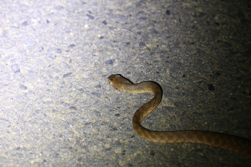 Brown Tree Snake sighting