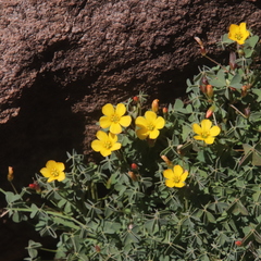 Oxalis californica