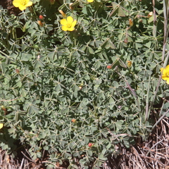 Oxalis californica
