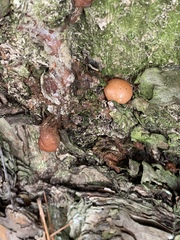 Media resource of Cryptoporus volvatus