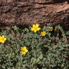 Oxalis californica