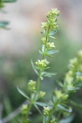 Galium multiflorum