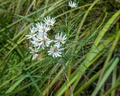 Olearia glandulosa