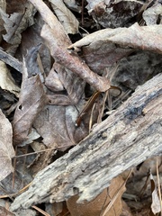 Eurycea chamberlaini