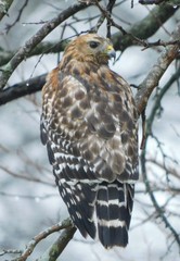 Buteo lineatus