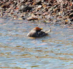 Tachyeres leucocephalus